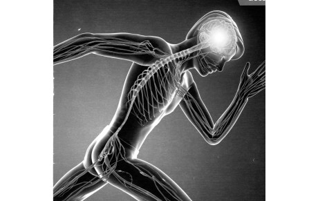 CERVEAU et MUSCLE
